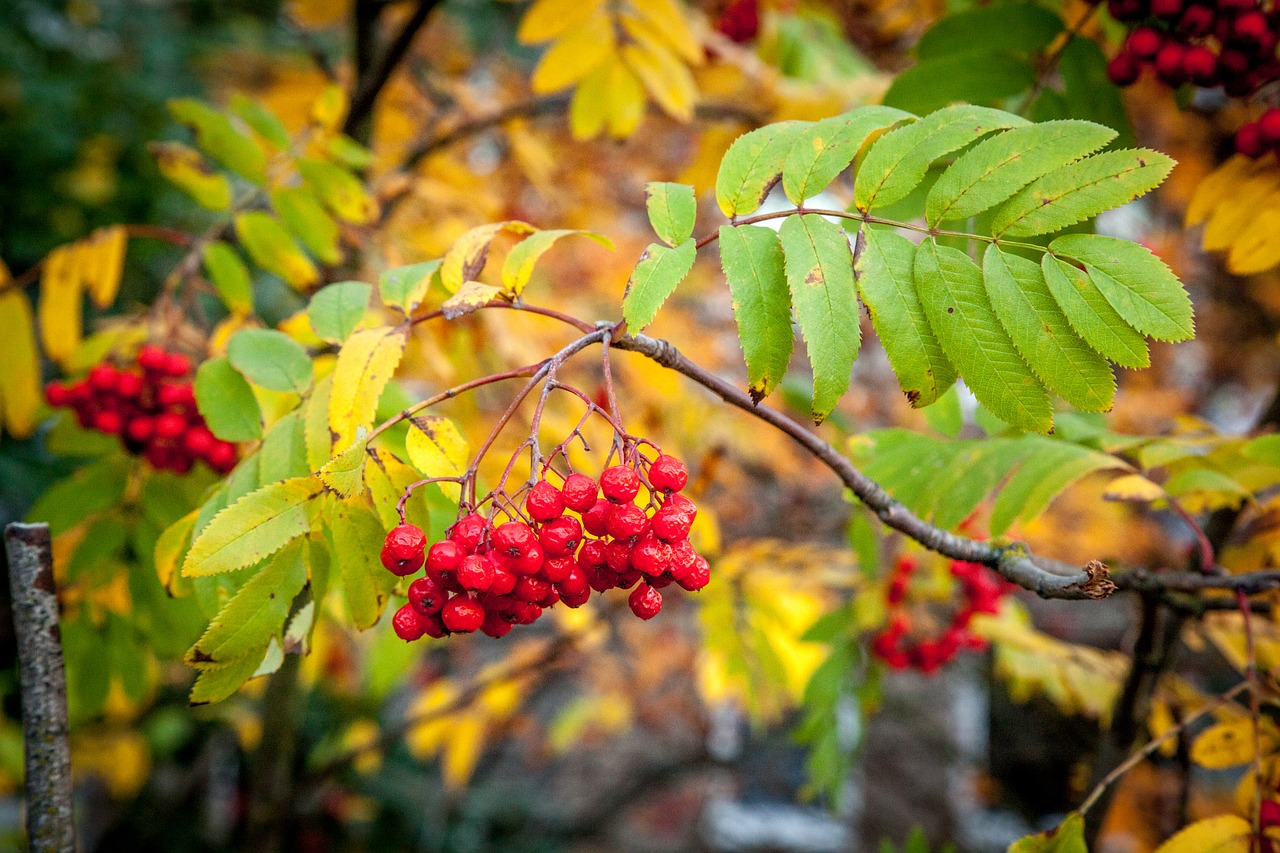 Фото: pixabay.com